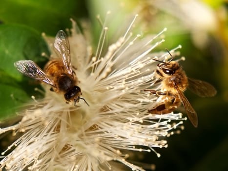 Spring bee worker bees collect nectar and pollen from white lillypilly flower