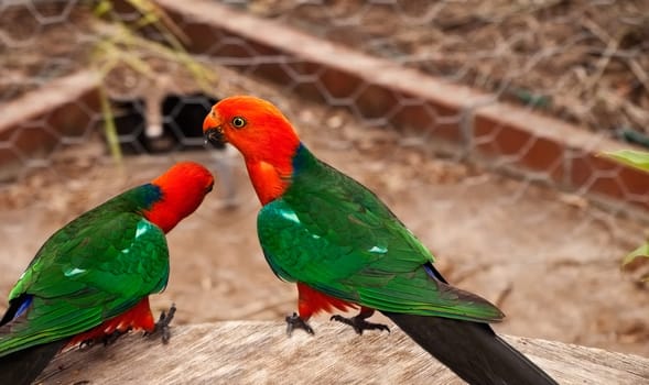 Red Head male Australian King Parrot Alisterus scapularis native birds