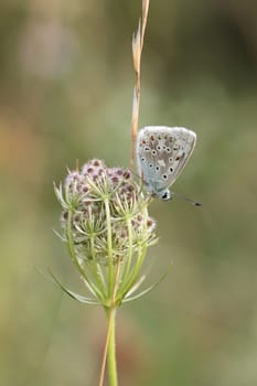 Silver-green blue (Polyommatus coridon) on wild carrot