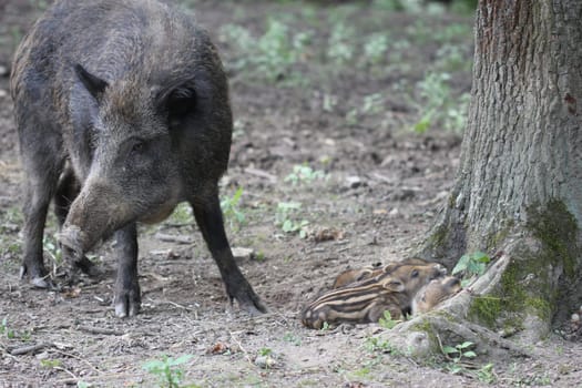 Bache guards her newborn youngsters