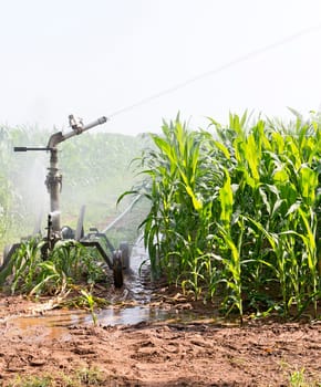 agriculture
