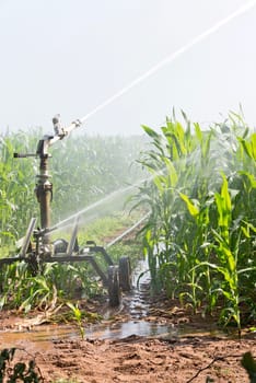 agriculture