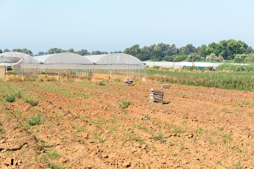 agriculture