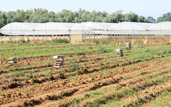 agriculture