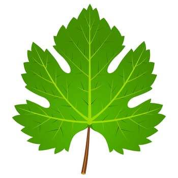 Illustration of wine leaf isolated on white background
