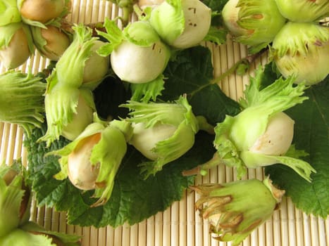 Freshly harvested hazelnuts