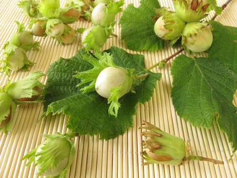 Freshly harvested hazelnuts