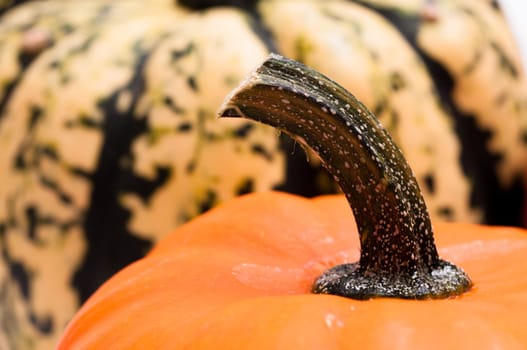 Green stalk of a pumpkin