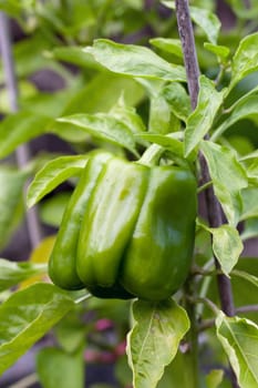 Paprika