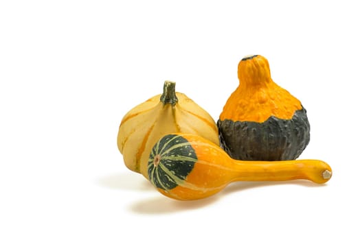 Composition of ornamental pumpkins