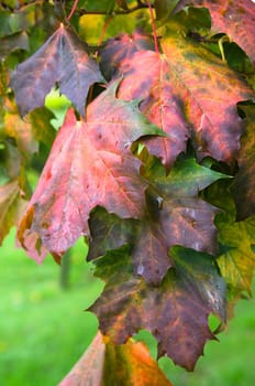 Colorful leaves maple in autumn, close-up