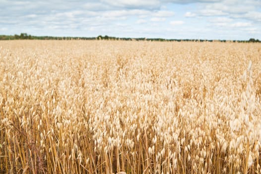 Field of a ripening oats