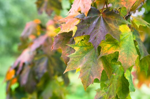 Colorful leaves maple in autumn, close-up