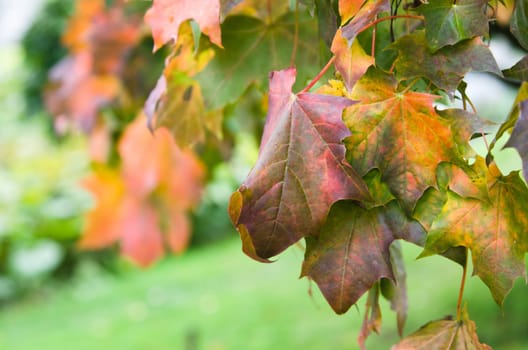 Colorful leaves maple in autumn, close-up