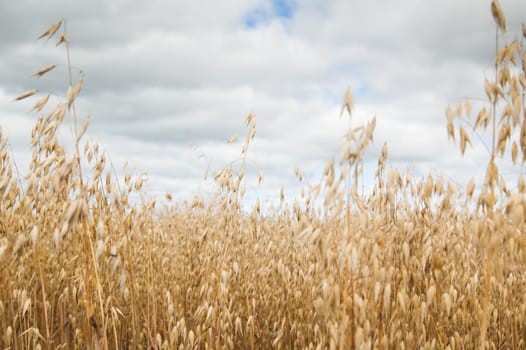 Field of a ripening oats