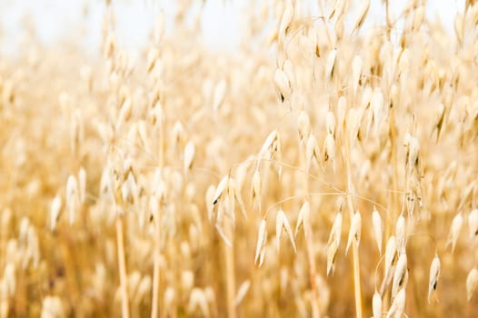 Ripening in a field of an oats, a close up