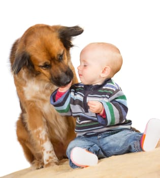 Faithful family dog gently licking the hand of a cute baby as they sit together on the floor with a white background