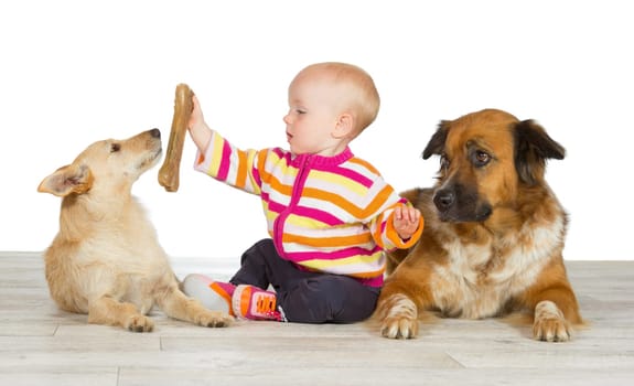 Two dogs flanking a cute baby which is offering the jack russel terrier a chewy bone watched in envy by the gentle crossbreed
