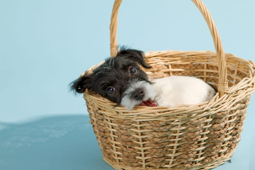 Parson Jack Russel Terrier puppy in the studio