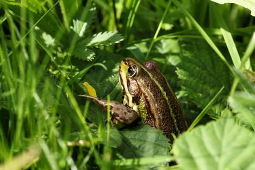 Pond frog between grasses - in a macro shot