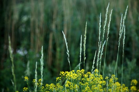 Grassland