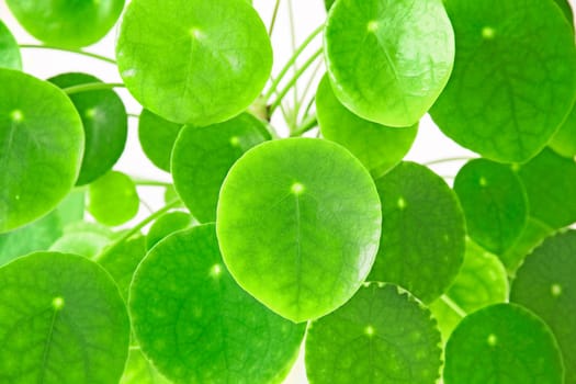 round green leaves with light dot in the middle