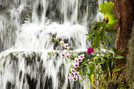 Orchid in front of waterfall,nature with tropical flowers