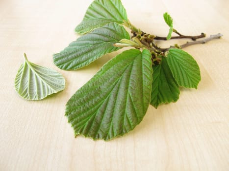 Witch hazel twigs