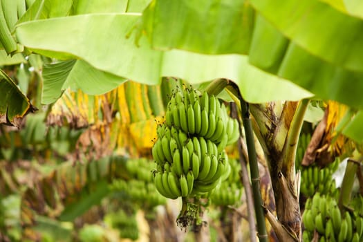 Bananas on the tree,agricultural plantation in Asia