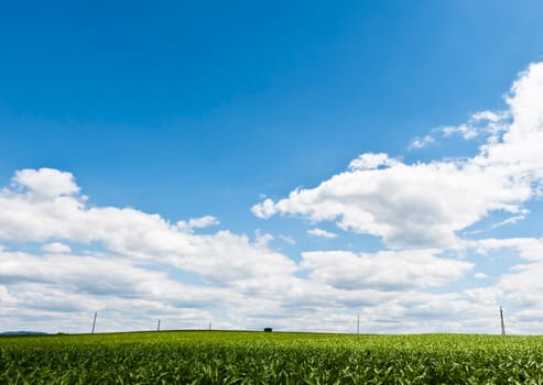 Power line on a field with low horizont