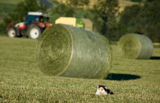 During harvesting a cat makes a little sleep