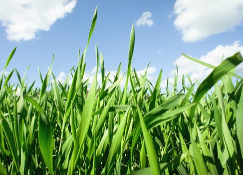 Close up of a fresh grass with a cloudy sky