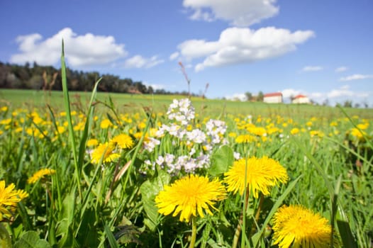 Rural meadow with dandelions and farmhouse in the background
