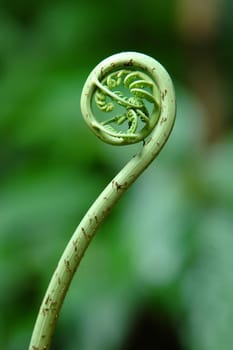 fern leaf