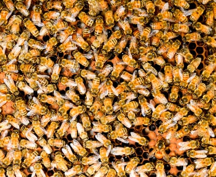 Bees take care of the larvae