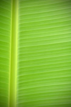 banana leaf