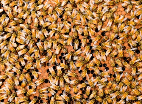 Bees take care of the larvae
