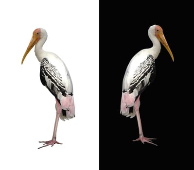 painted stork
