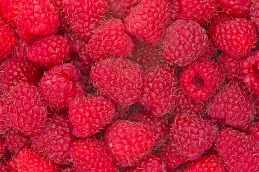 background of freshly picked ripe red raspberries
