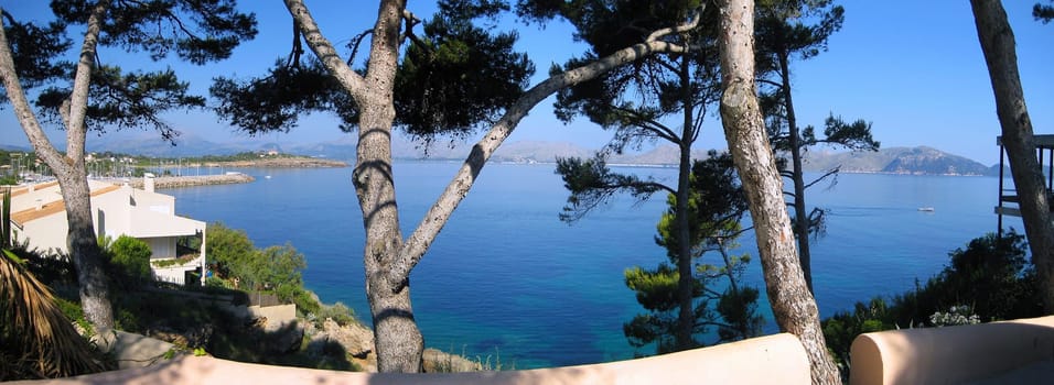 view through the pines to the ocean