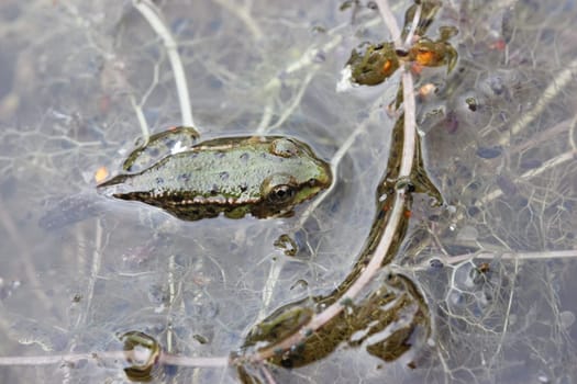 Young pond frog in metamorphosis