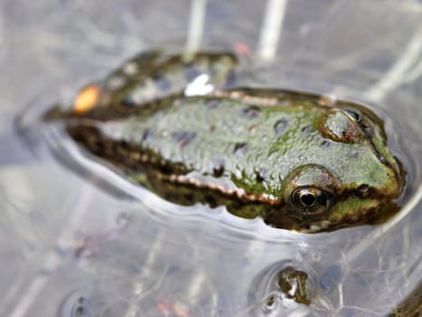 Young pond frog in metamorphosis