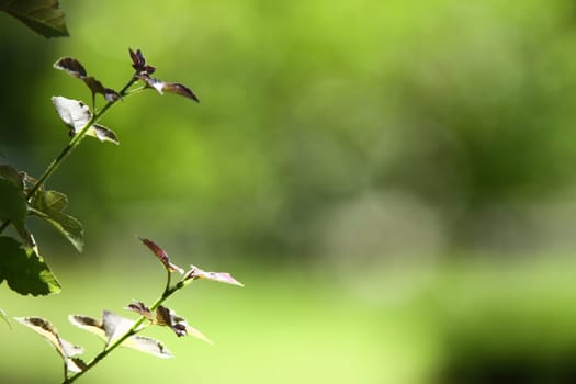 Green leaves on nice background for adv or others purpose use