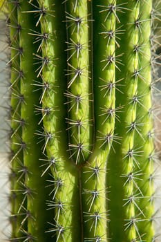 Lanzarote Guatiza cactus garden Cactaceae Stenocereus Stellatus from Brazil