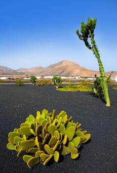 Lanzarote Yaiza white village with cactus and mountains in Canary Islands