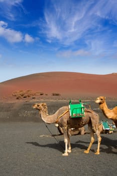 Camel in Lanzarote in timanfaya fire mountains at Canary Islands