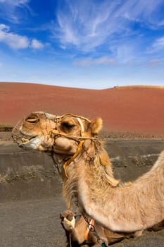 Camel in Lanzarote in timanfaya fire mountains at Canary Islands