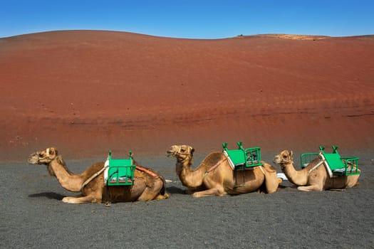 Camel in Lanzarote in timanfaya fire mountains at Canary Islands