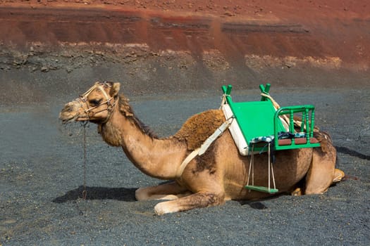 Camel in Lanzarote in timanfaya fire mountains at Canary Islands