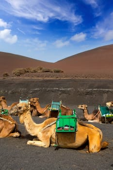 Camel in Lanzarote in timanfaya fire mountains at Canary Islands